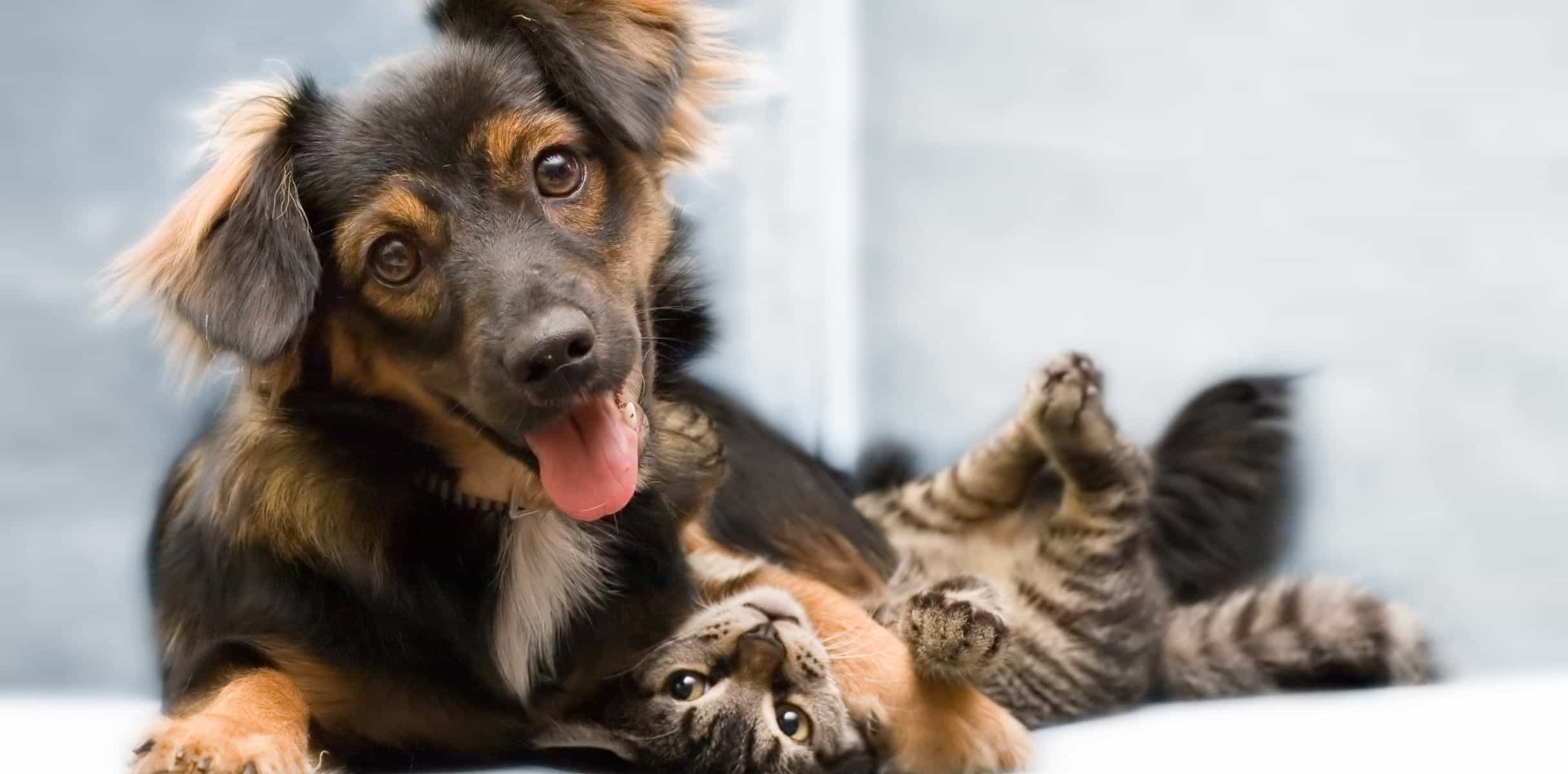 Young puppy and kitten playing together