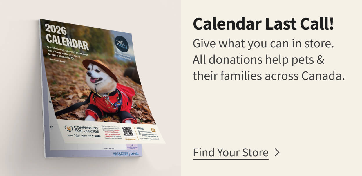 Companions for change program