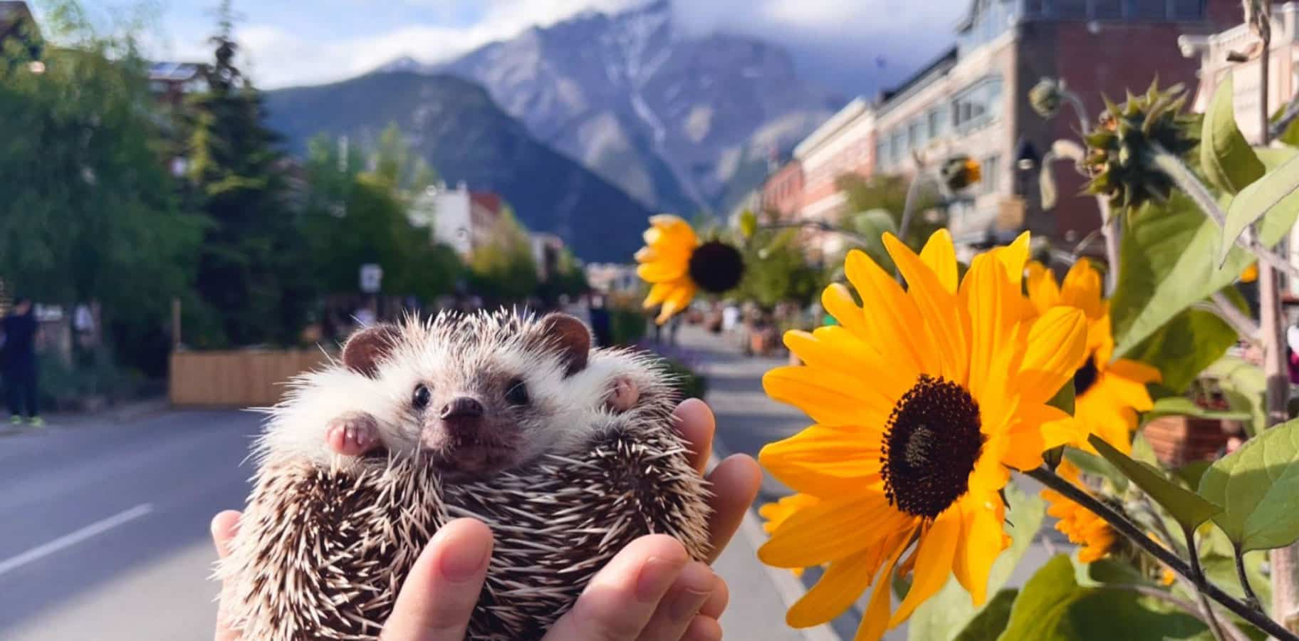 Small hedgehog is held in his pet parents hands, beside a yellow sunflower, with mountains in the background