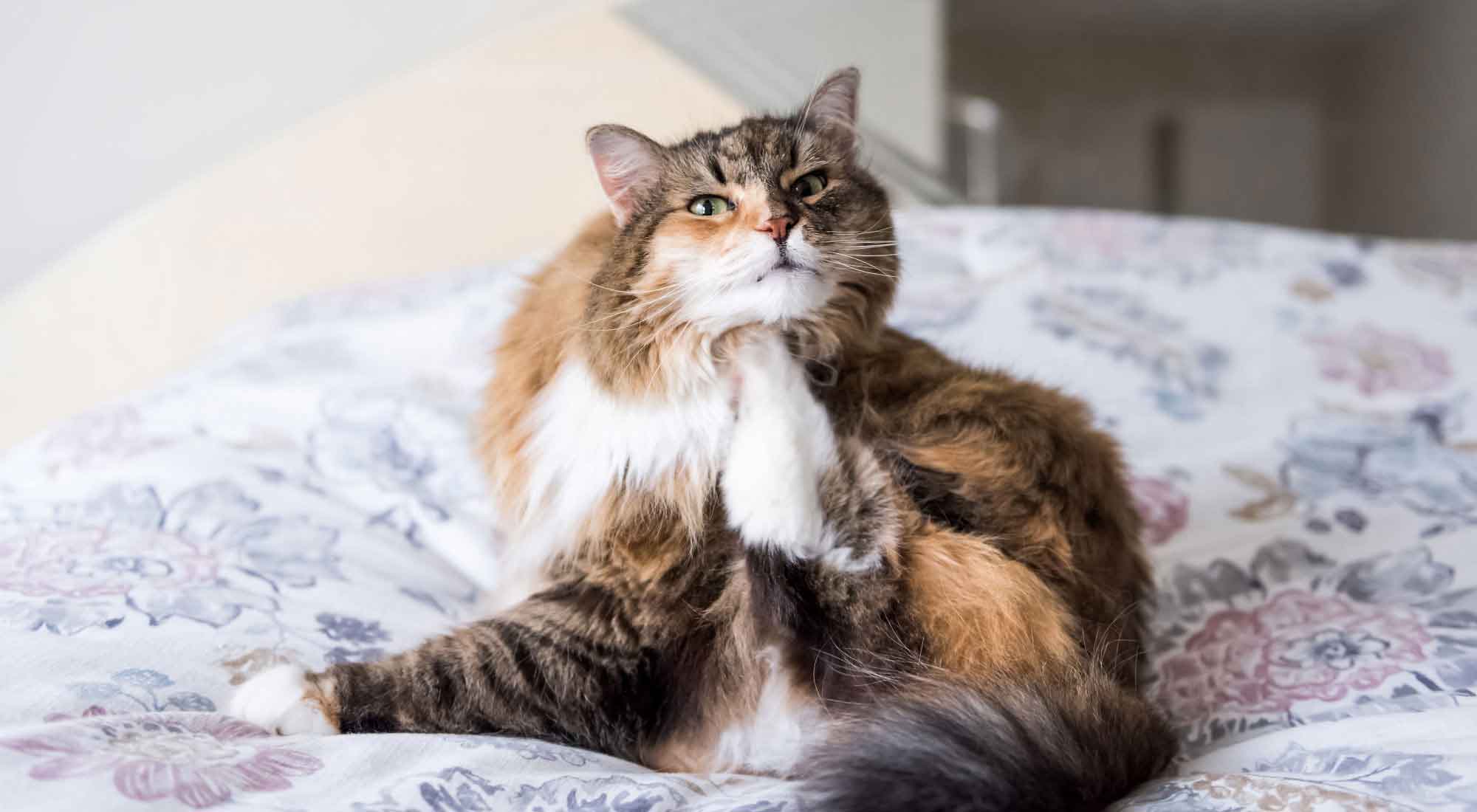 cat sitting lying on bed scratching neck