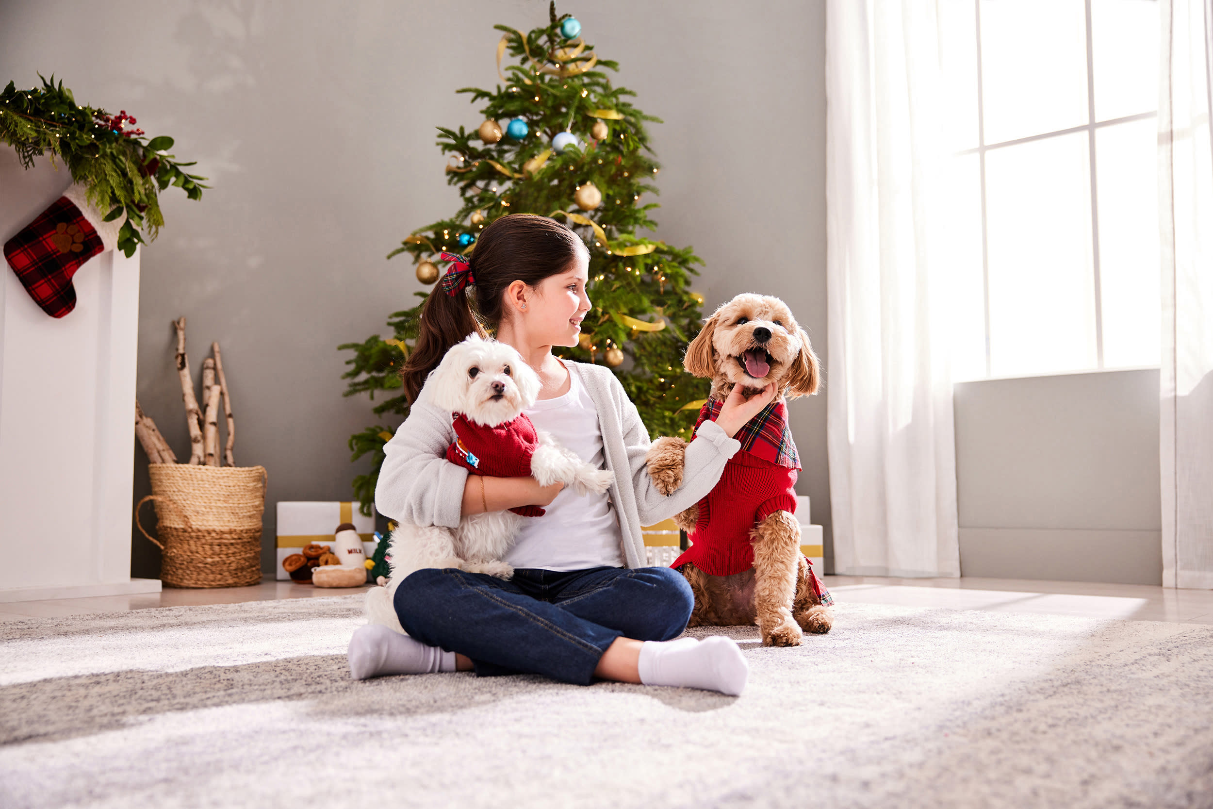 Cute Yorkshire Terrier dogs sitting with their owners in front of a Christmas tree