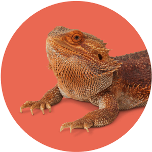 Reptile - No Background - Halloween