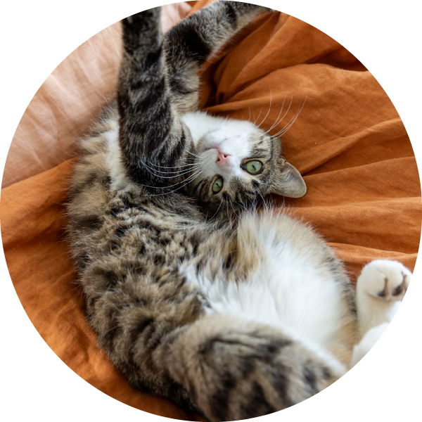 Dry Cat Kibble