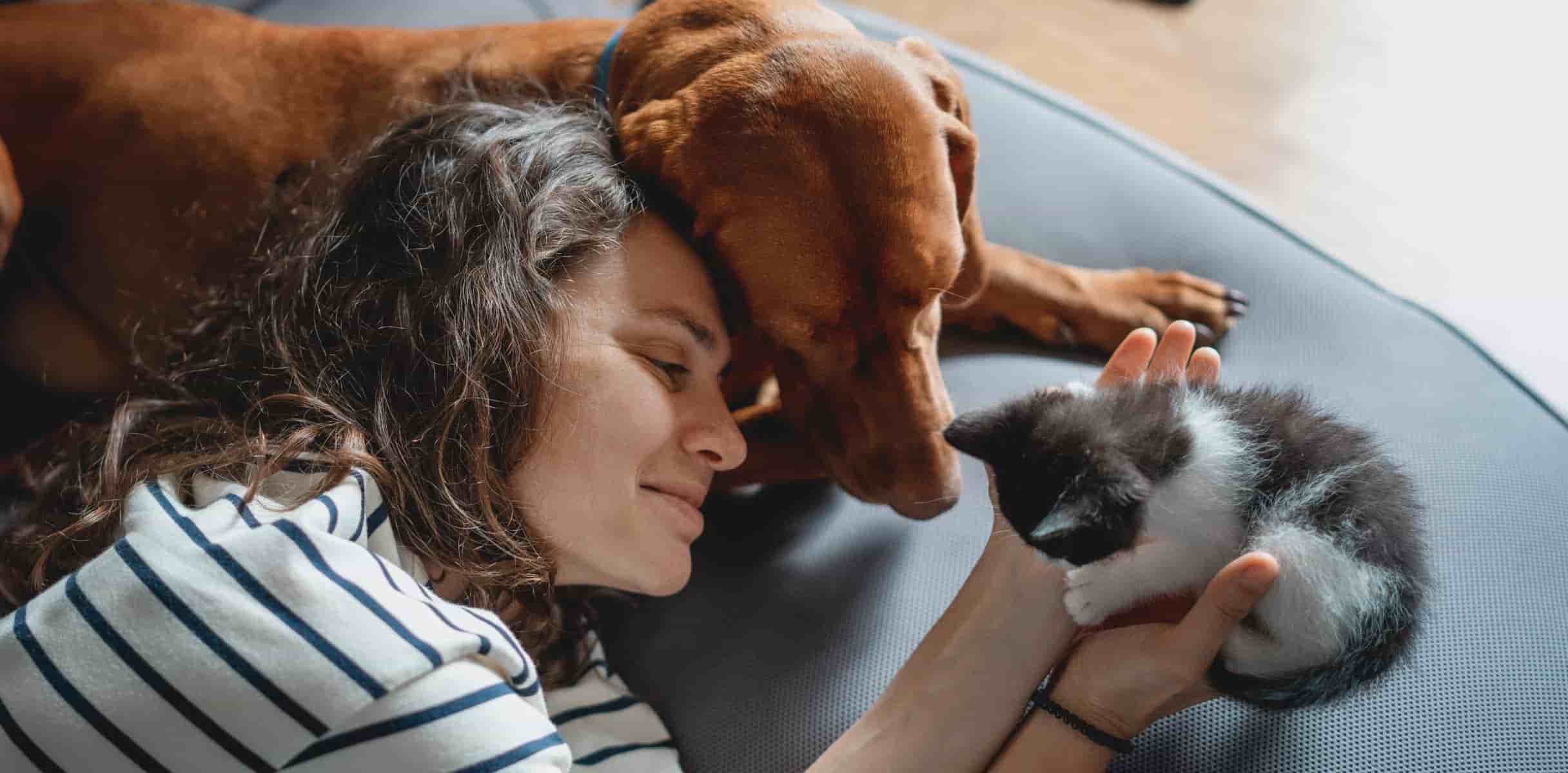 Senior dog and owner cuddling a kitten