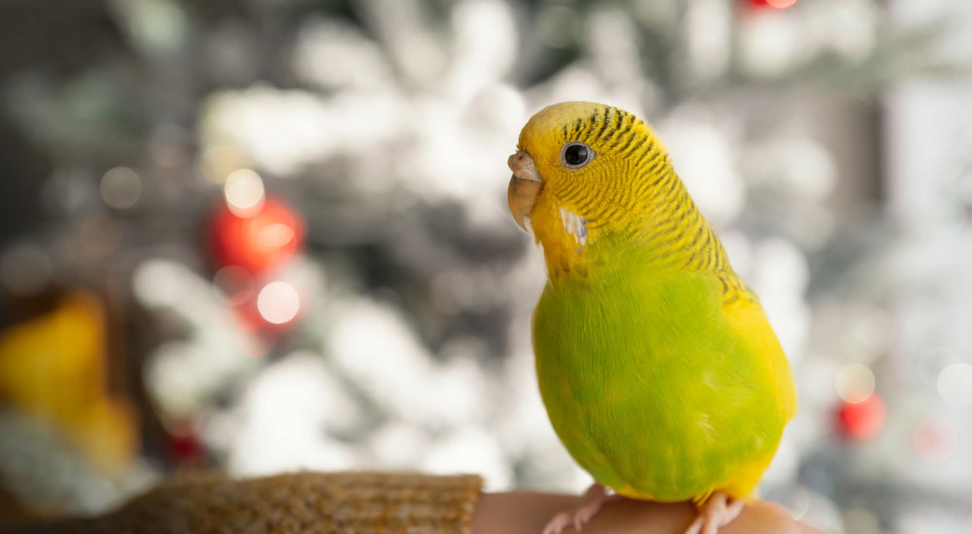 a small bird on with a christmas tree background