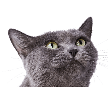 Engaging and colorful cat toys designed to boost health and happiness. Includes feather wands, balls, and interactive play items for endless fun