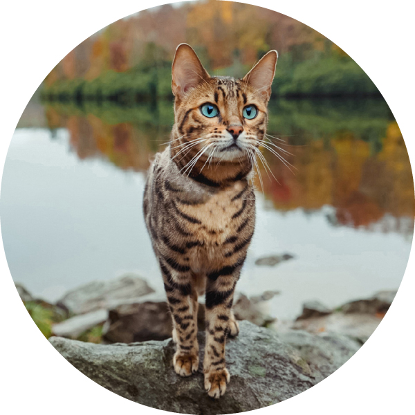 Freeze-Dried Cat Treats