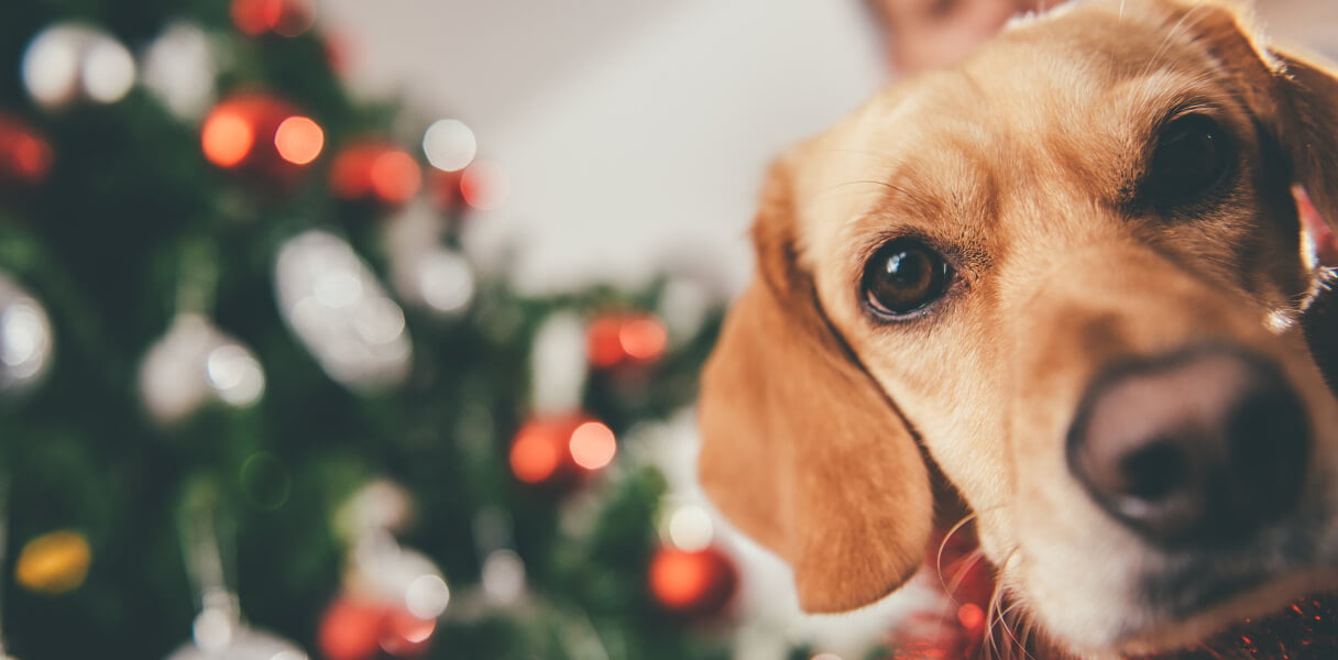 Dog sitting by the his owner and christmas tree