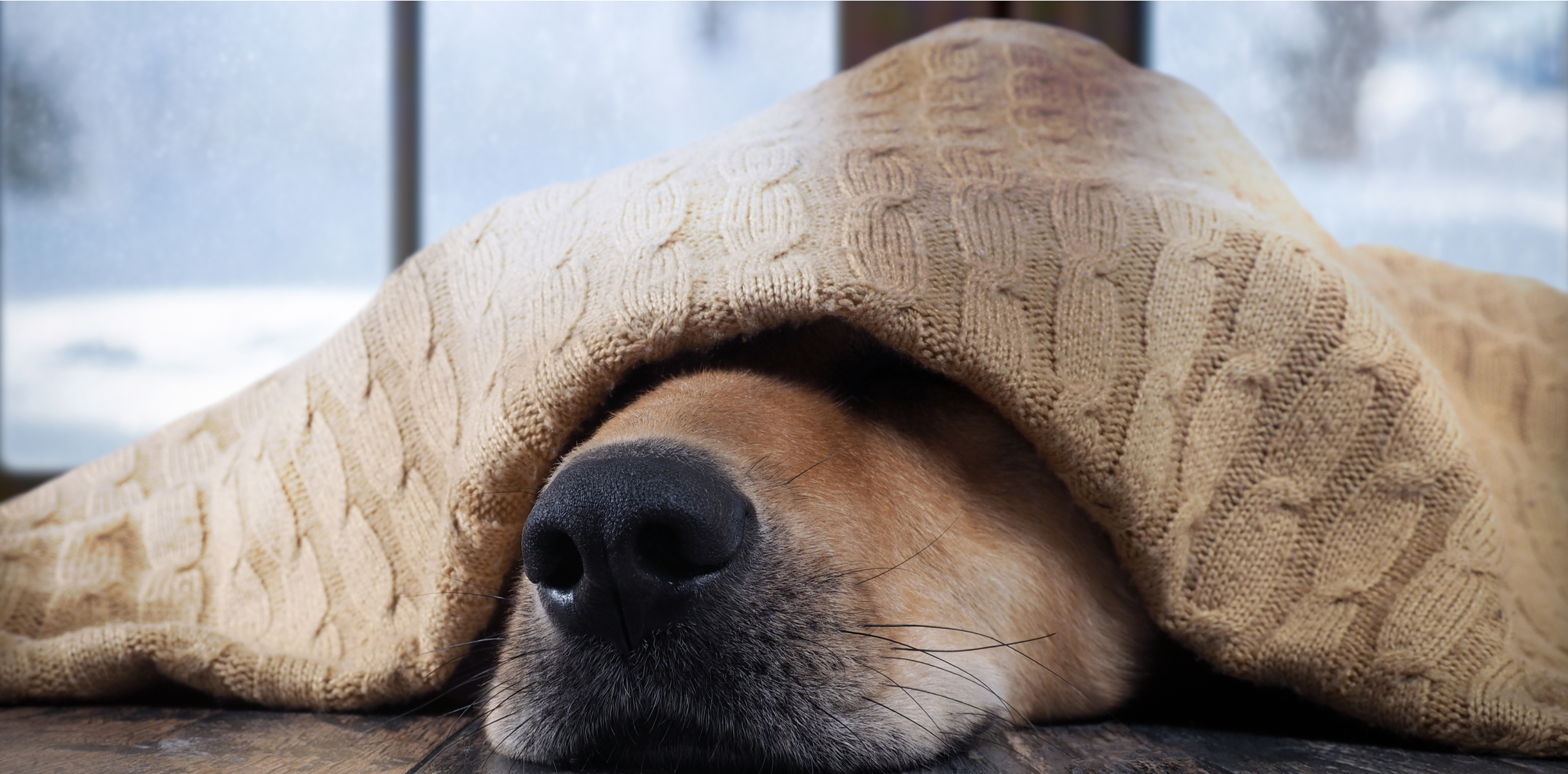 Dog naps under a warm blanket in the winter.