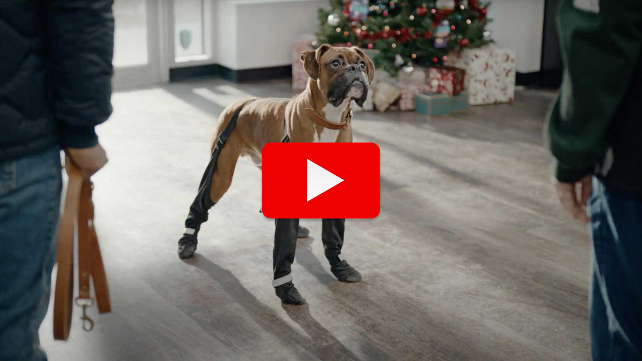 Pet Valu You Can't Laugh Youtube Holiday Video