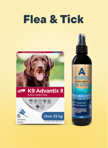 Flea & Tick