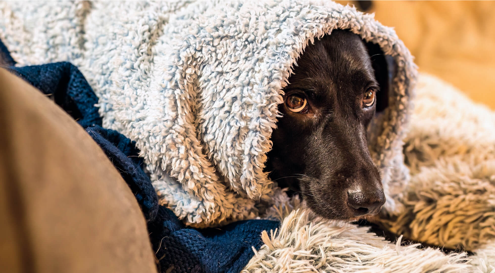 A dog sitting cozy while wrapped up in a blanket indoors.