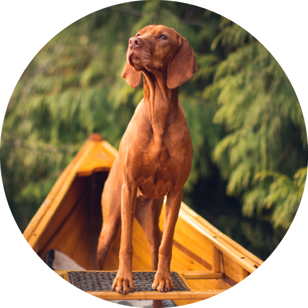 Freeze-Dried Dog Treats