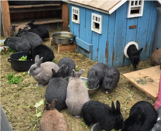 Meet Rabbitats, a Pet Valu Companions for Change™ supported charity