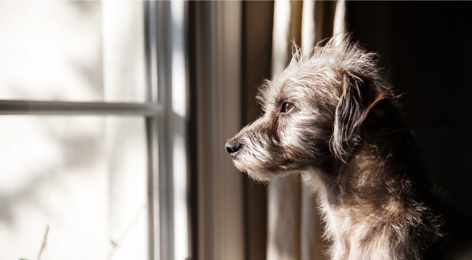 a Fluffy dog stares outside the window while sunlight peaks in.