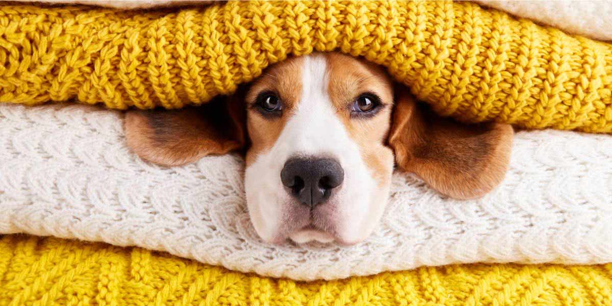 A cute dog's head is cozily squished between warm, knitted scarves