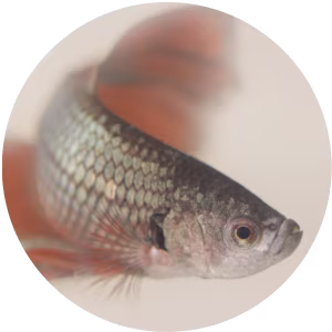 Fish - No Background