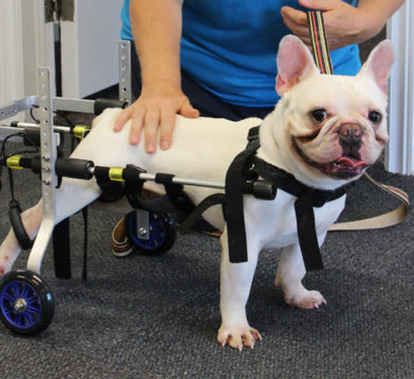 Round Up Fur Love - Disabled Dog