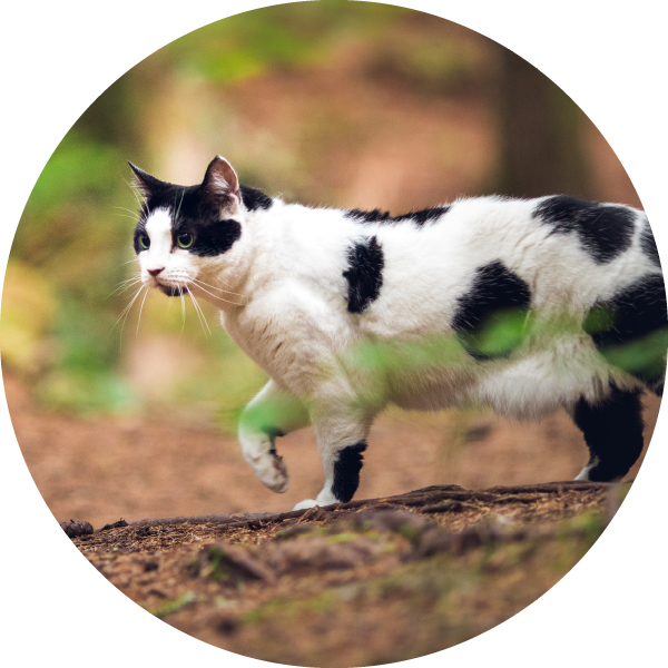 Wet Cat Food