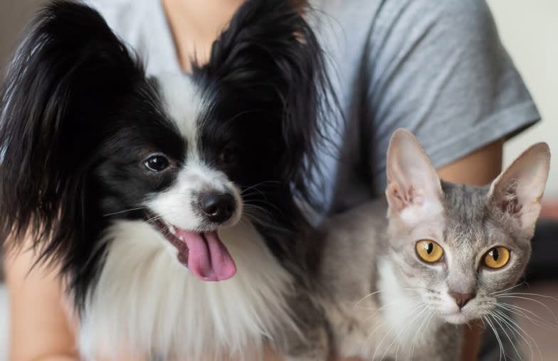 Adult dog and cat on a sofa together