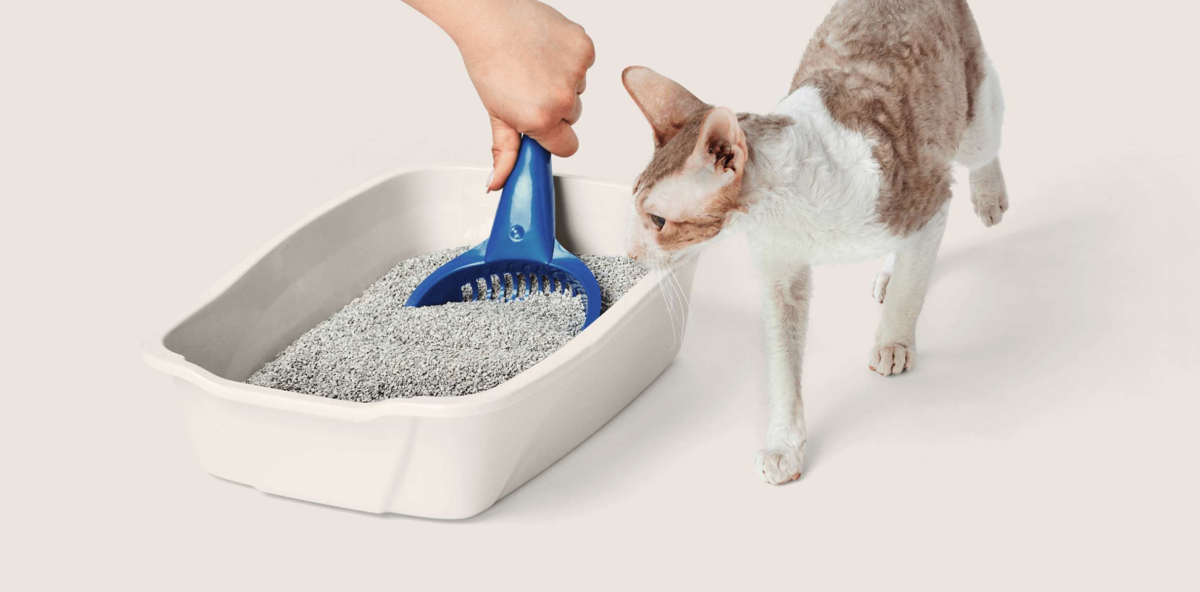 A large, fluffy, calico-coloured cat stands in a litter box