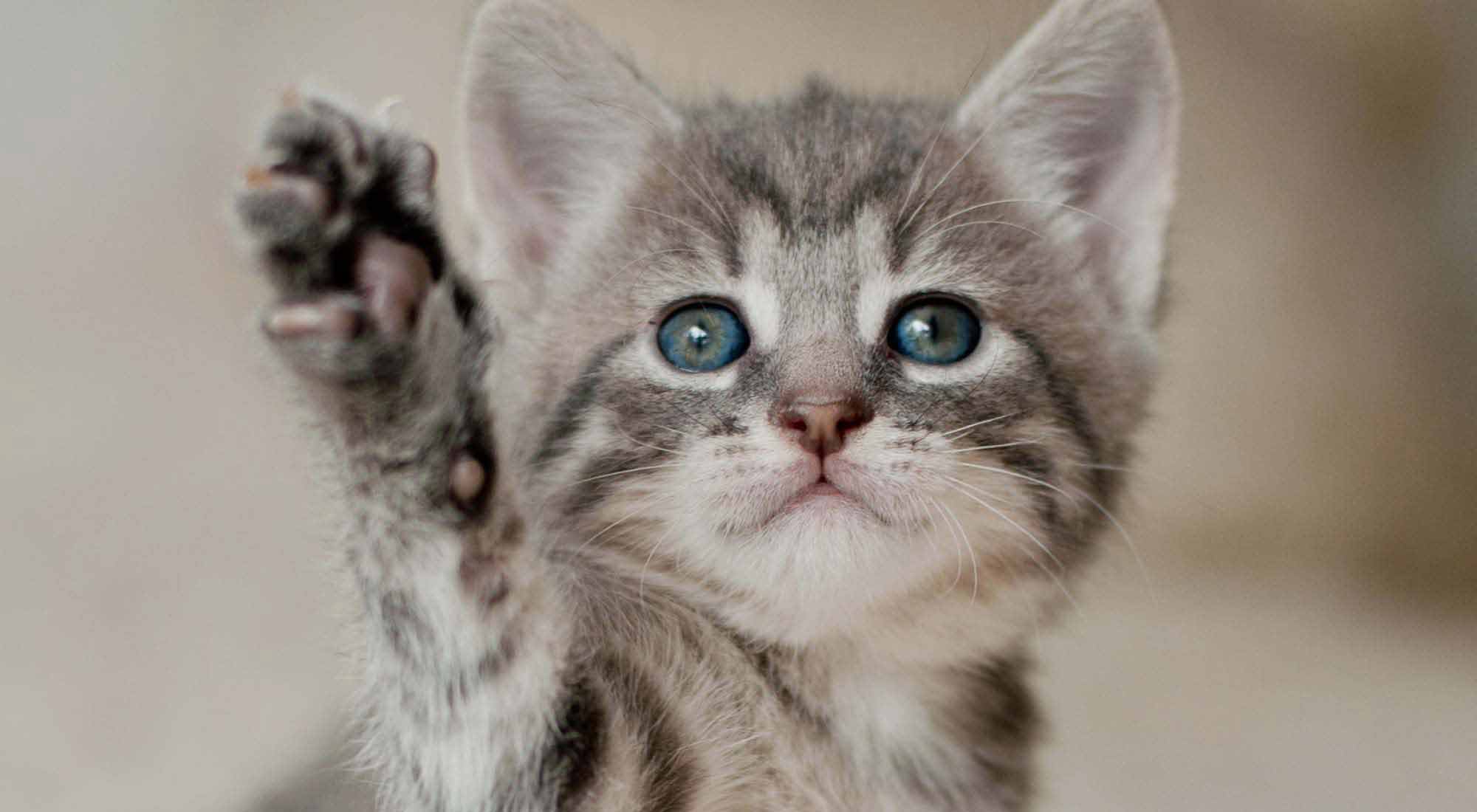 kitten stretching and reaching