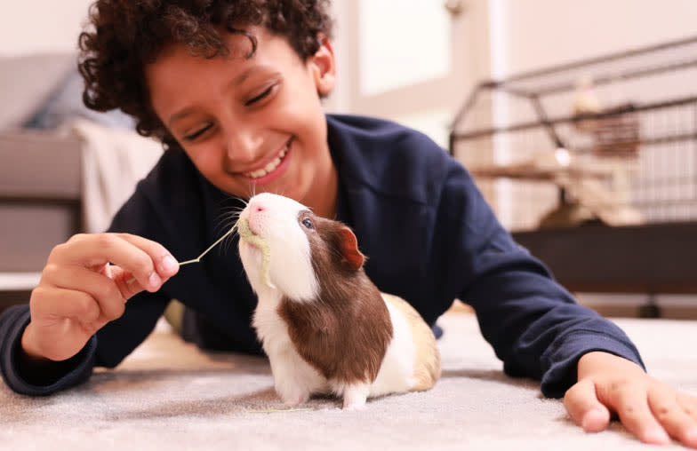 Small boy playing with a pet hamster