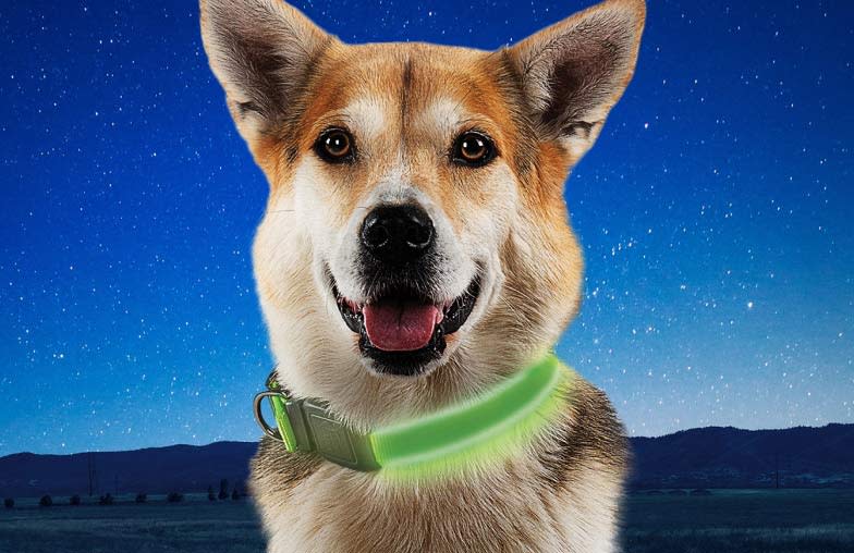 “Paws” and reflect — keep your dog safe after dark