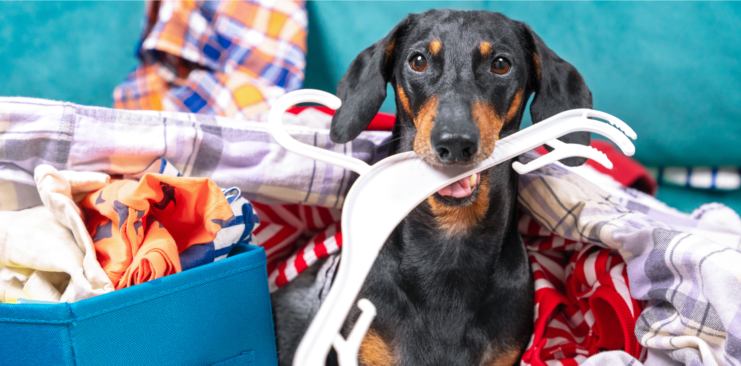 A dachshund playing around in fresh laundry indoors.