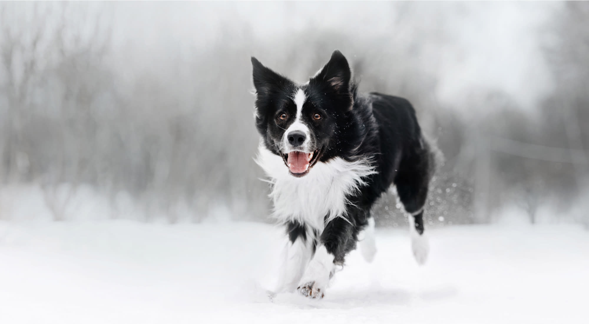 Black and white dog running outdoors in the snow.