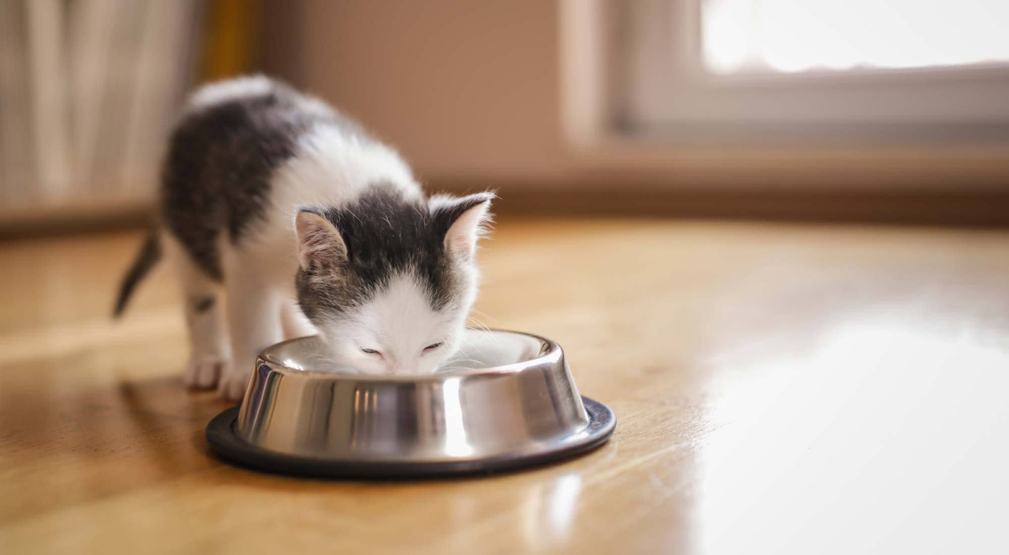 kitten eating on a feeding bowl