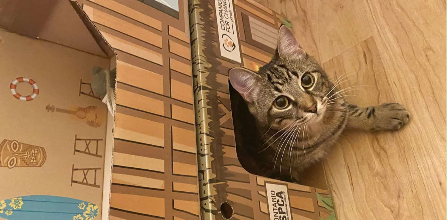 Small cat pokes its head out of a cardboard cat cabin, designed to serve as a refuge for the cat