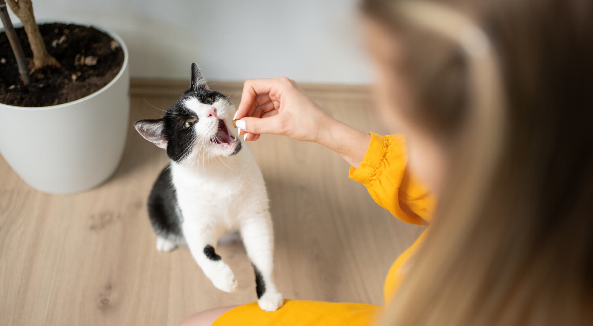 A cat getting cat treats