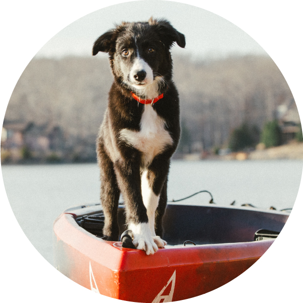 Dry Dog Kibble