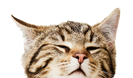 dashing for cat deals