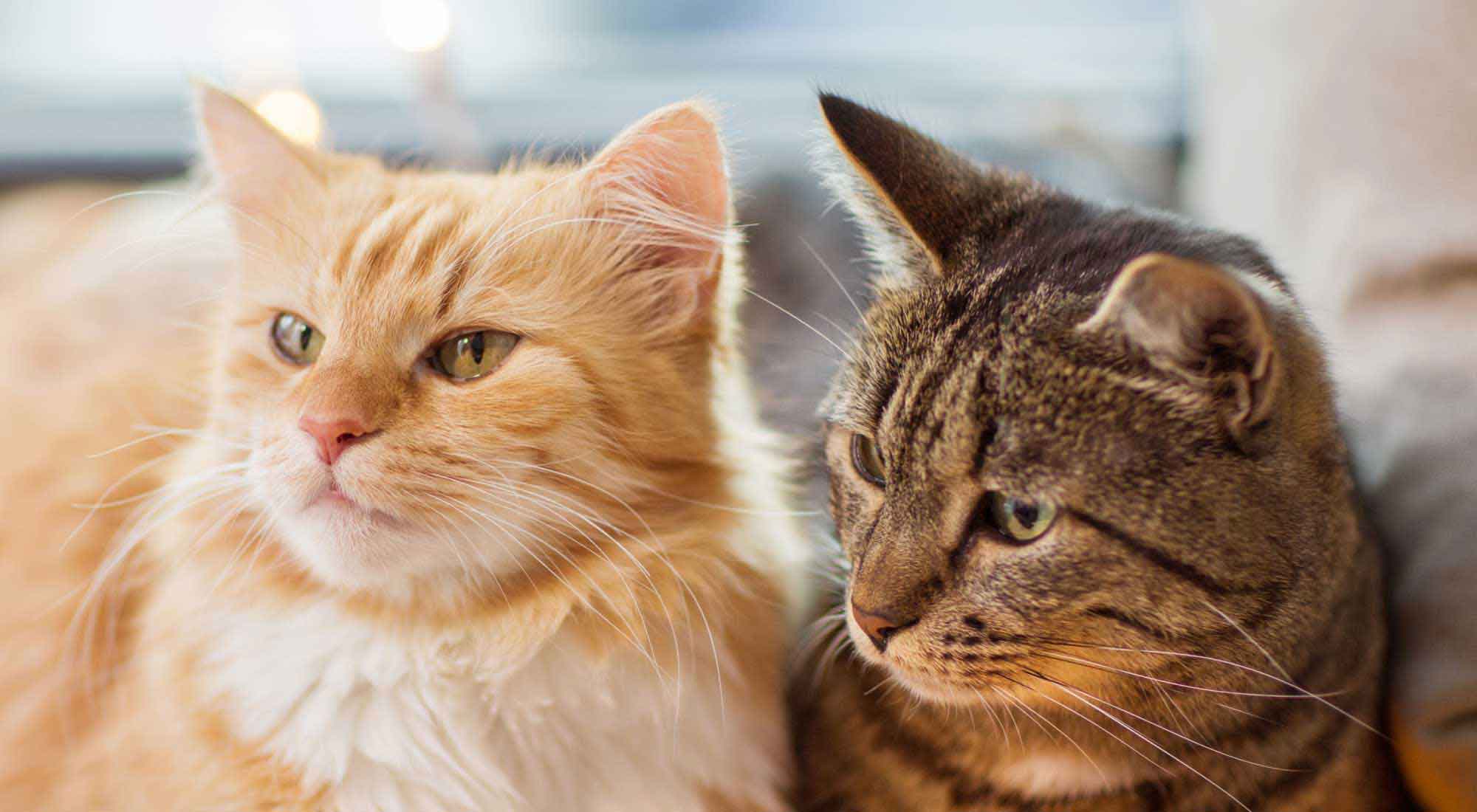 two cats sitting and looking each other