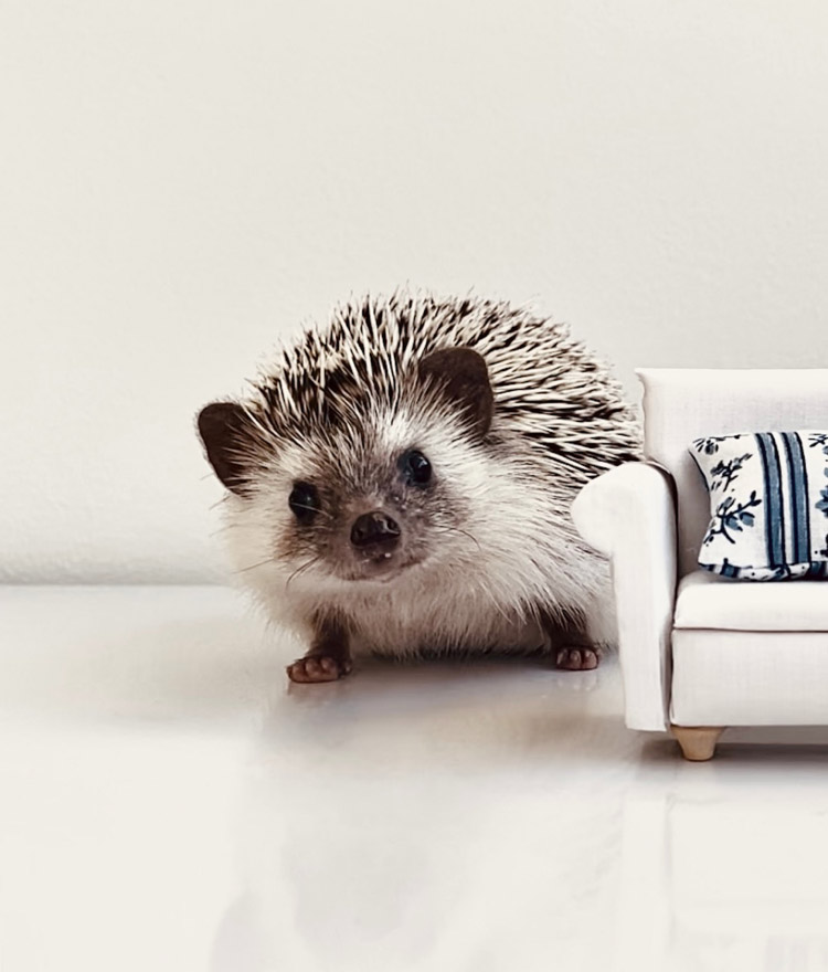 A hedgehog poses beside a dollhouse couch that is similar in size to him