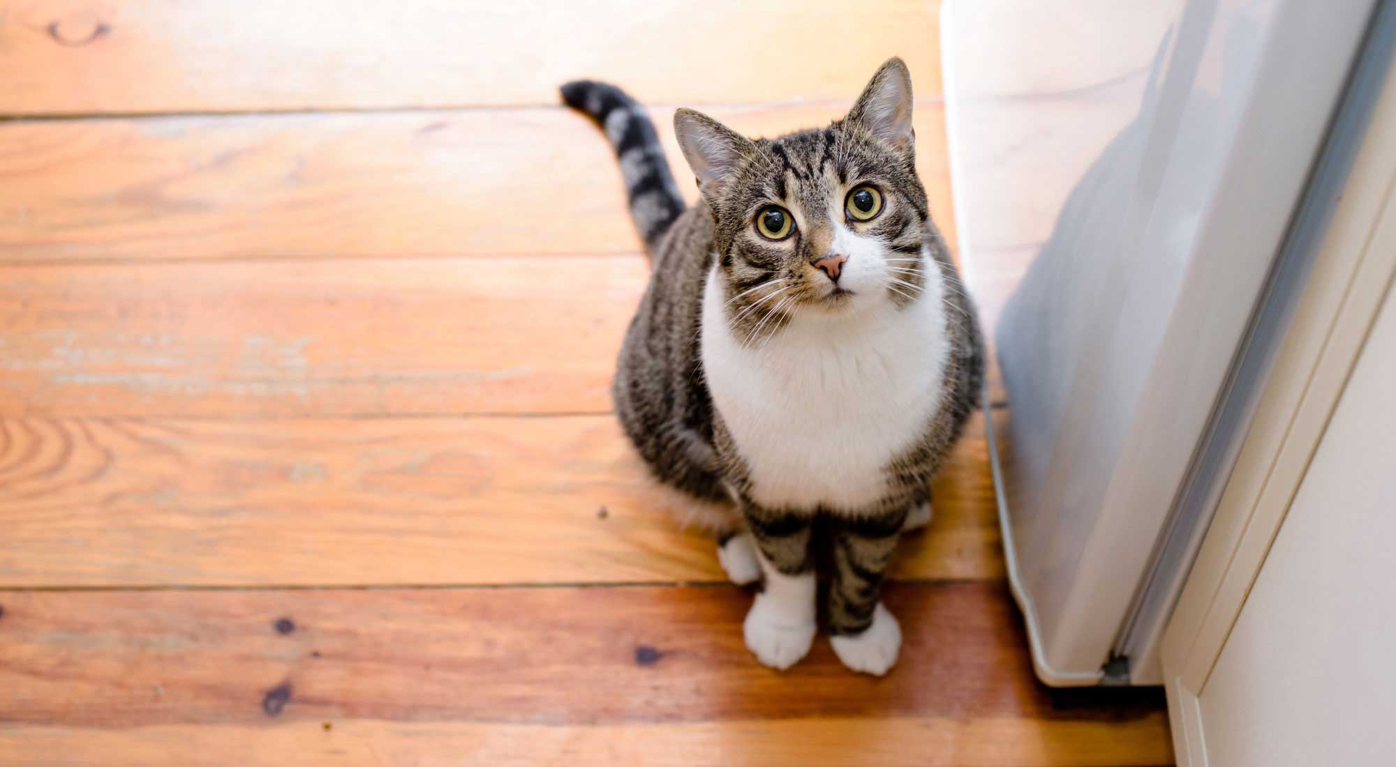 cat sitting on the floor looking up