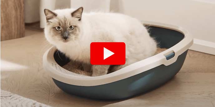Your complete guide to litter box care