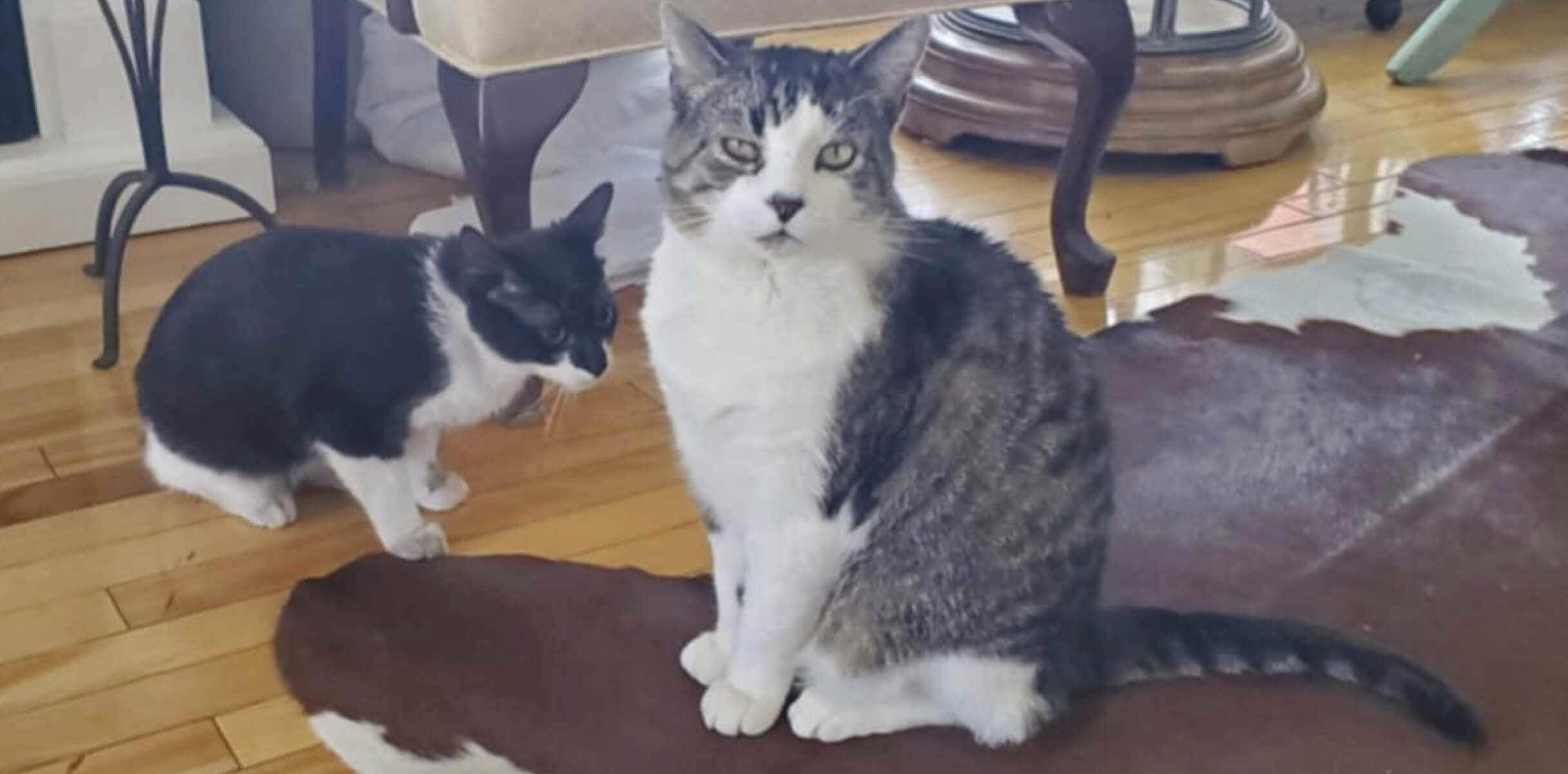 One cat looks directly at the camera, while sitting on a rug, while the other stares in another direction.