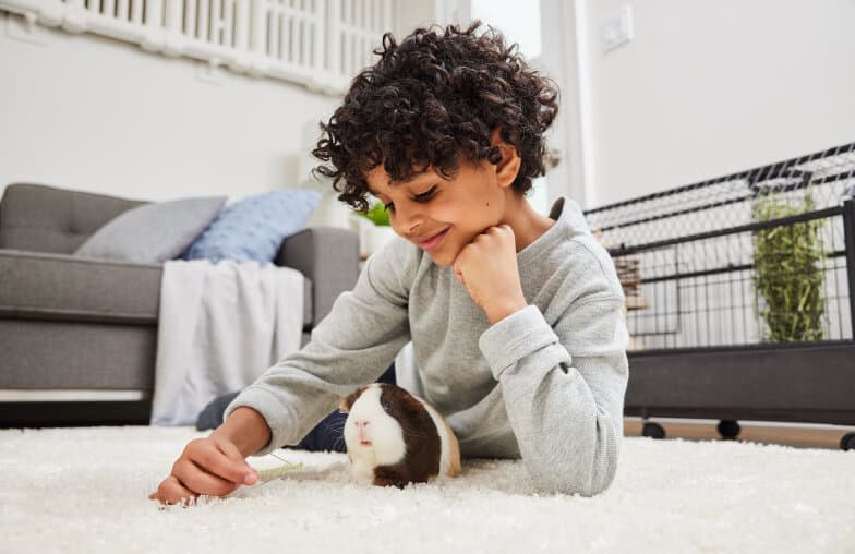 A guinea pig sitting in front of a kid