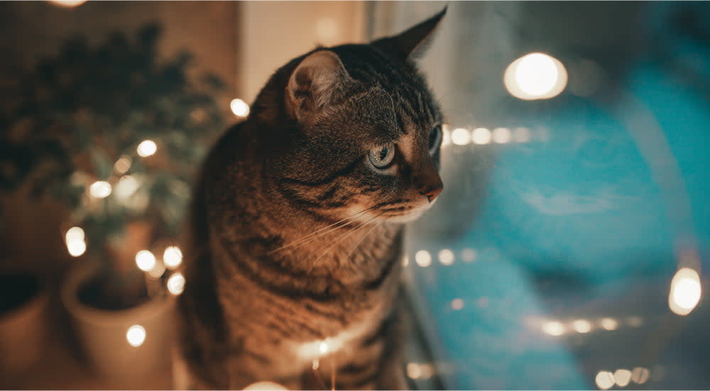 Boom! How to deal with fireworks and thunderstorm fears - Cat looking out the window