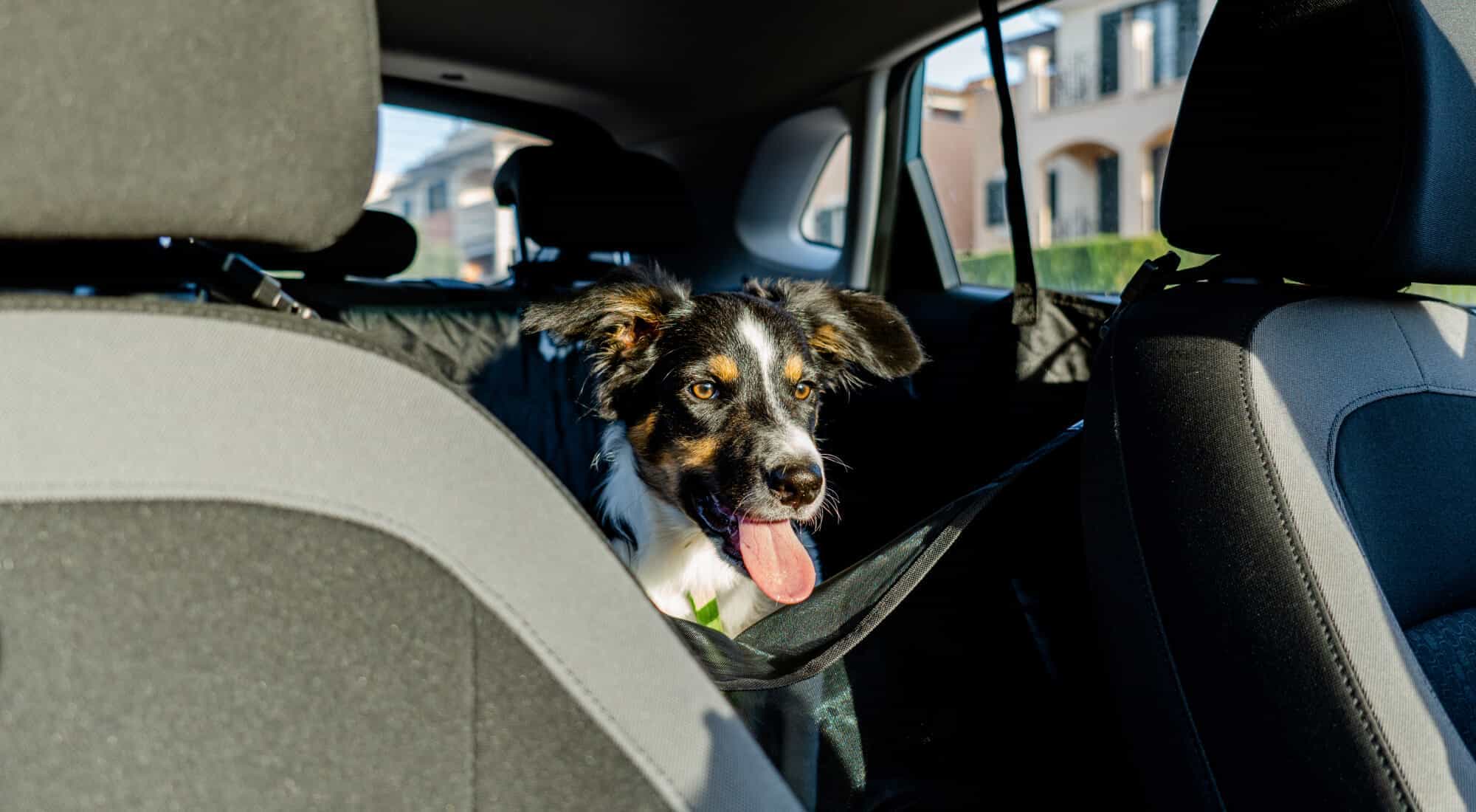 A dog sitting in a car backseat