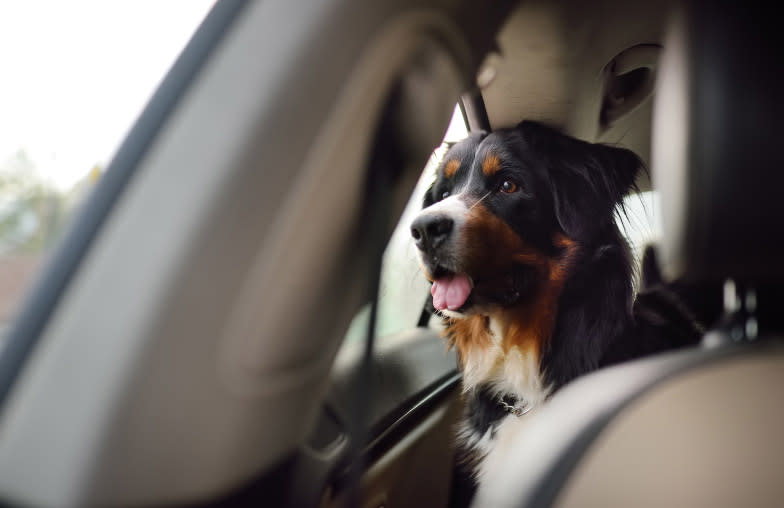 A big dog taking a trip in the back seat of a car looking outside the window