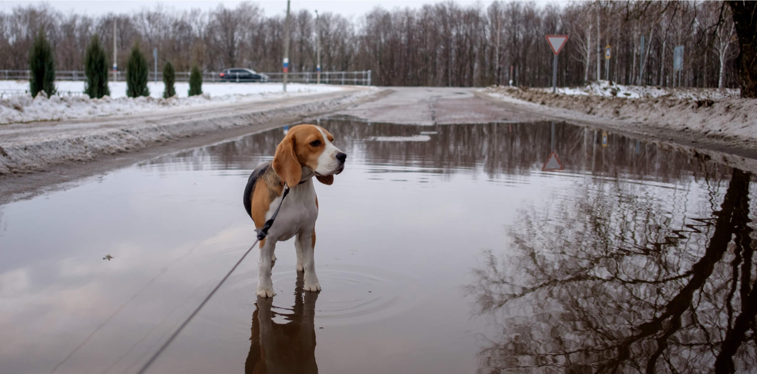 A Beagle dog stands out in the winter in a puddle.