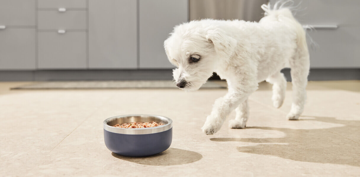 DPL introduces performatrin culinary raw food to their Maltese dog.