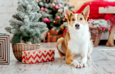 a brown and white dog sitting beside a little christmas tree and a gift