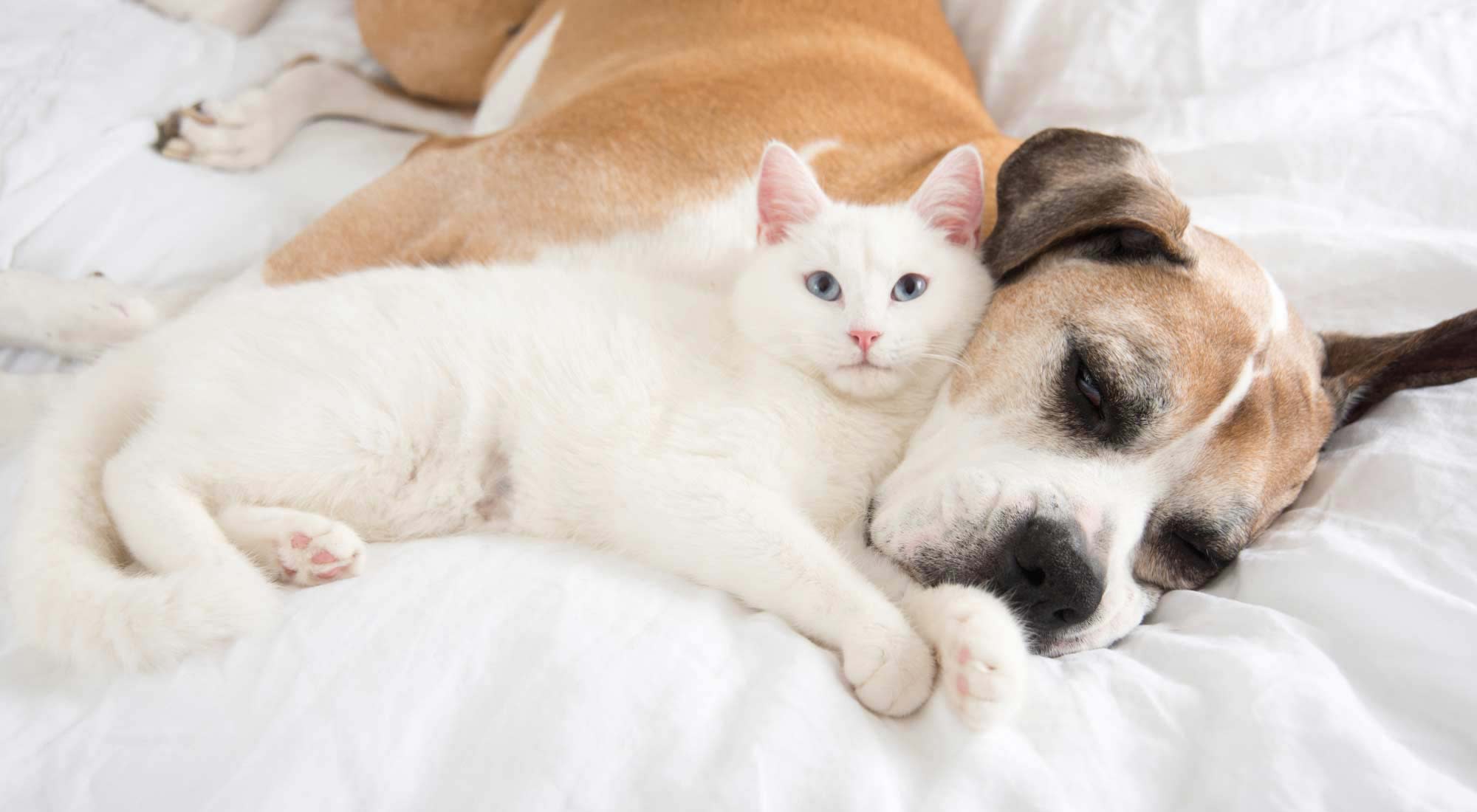 cat and dog lying in the bed