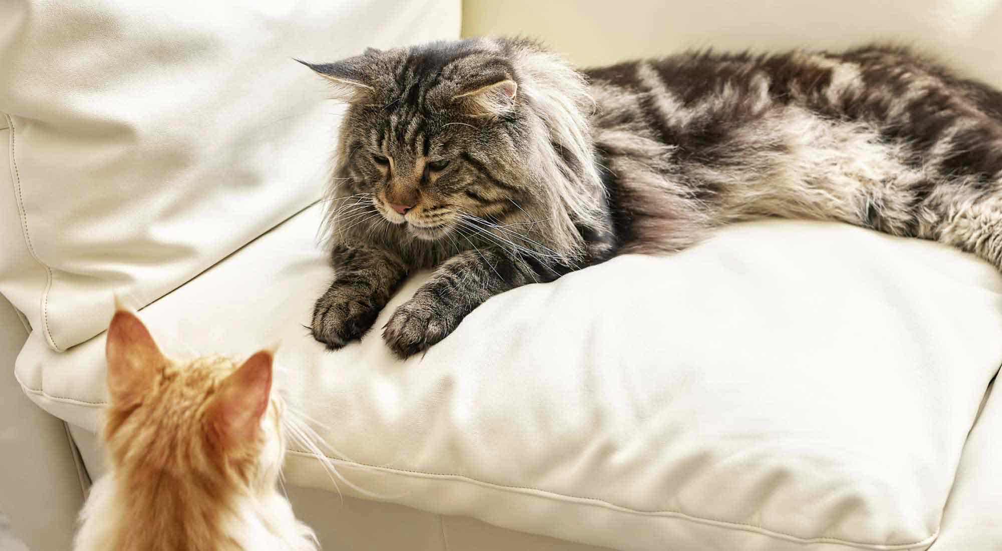 two cats sitting together in the couch