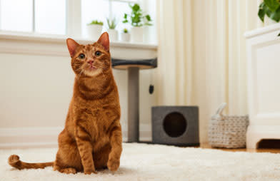 5 pet products that help prevent problems down the road - Cat sitting on a carpet